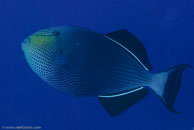 Black Durgon (Melichthys niger)
