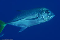 Horse-Eye Jack (Caranx latus)