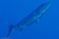 Great Barracuda (Sphyraena barracuda)