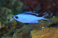 Blue Chromis (Chromis cyanea)