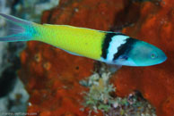Bluehead (Thalassoma bifasciatum)