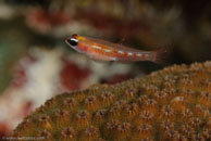 Masked Goby (Coryphopterus personatus)