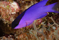 Blackcap Basslet (Gramma melacara)