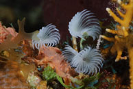 Social Feather Duster (Bispira brunnea)