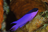Blackcap Basslet (Gramma melacara)