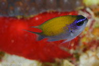 Sunshinefish (Chromis insolata)
