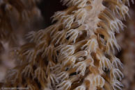 Knobby Sea Rod (Eunicea spp.)