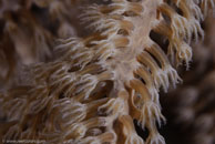 Knobby Sea Rod (Eunicea spp.)