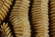 Maze Coral (Meandrina meandrites)