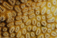 Elliptical Star Coral (Dichocoenia stokesi)