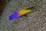 Fairy Basslet (Gramma loreto)