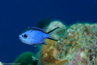 Blue Chromis (Chromis cyanea)