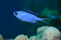 Blue Chromis (Chromis cyanea)
