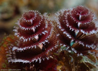 Christmas Tree Worm (spirobranchus giganteus)
