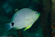 Butter Hamlet (Hypoplectrus unicolor)