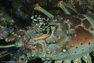 Caribbean Spiny Lobster (Panulirus argus)