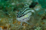 Harlequin Bass (Serranus tigrinus)
