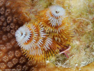 Christmas Tree Worm (spirobranchus giganteus)
