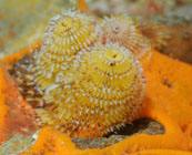 Christmas Tree Worm (spirobranchus giganteus)