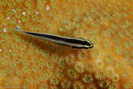 Broadstripe Goby (Gobiosoma prochilos)