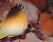 Longsnout Butterflyfish (Chaetodon aculeatus)