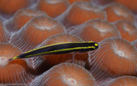 Yellowprow Goby (Gobiosoma xanthiprora)