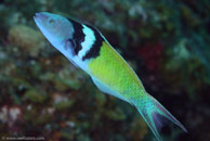 Bluehead Terminal Phase (Thalassoma bifasciatum)
