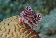 Christmas Tree Worm (Spirobranchus giganteus)