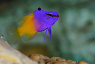 Fairy Basslet (Gramma loreto)