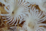 Social Feather Duster (Bispira brunnea)