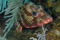 Red Hind (Epinephelus guttatus)
