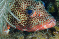 Red Hind (Epinephelus guttatus)