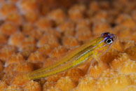 Peppermint Goby (Coryphopterus lipernes)
