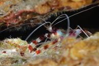 Banded Coral Shrimp (Stenopus hispidus)