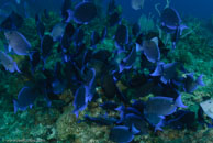  / Acanthurus coeruleus / Punta Perdiz, März 08, 2008 (1/60 sec at f / 7,1, 20 mm)
