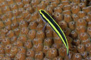 Sharknose Goby? (Gobiosoma evelynae)