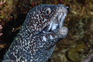 Spotted Moray (Gymnothorax moringa)