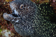 Spotted Moray (Gymnothorax moringa)