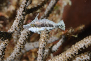 Slender Filefish (Monacanthus tuckeri)