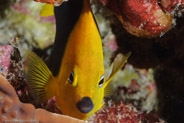 Rock Beauty (Holacanthus tricolor)