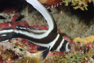Spotted Drum (Equetus punctatus)