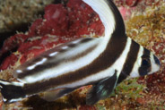 Spotted Drum (Equetus punctatus)
