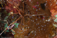 Yellowline Arrow Crab (Stenorhynchus seticornis)