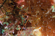 Yellowline Arrow Crab (Stenorhynchus seticornis)