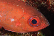 Bigeye (Priacanthus arenatus)