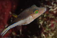 Sharpnose Puffer (Canthigaster rostrata)