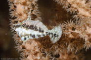 Slender Filefish (Monacanthus tuckeri)
