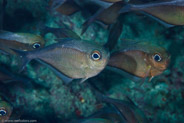 Glassy Sweeper (Pempheris schomburgkii)