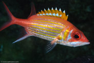 Longjaw Squirrelfish (Neoniphon marianus)