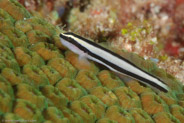 Cleaning Goby (Gobiosoma genie)